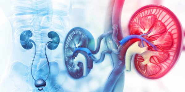 Human kidney cross section on scientific background